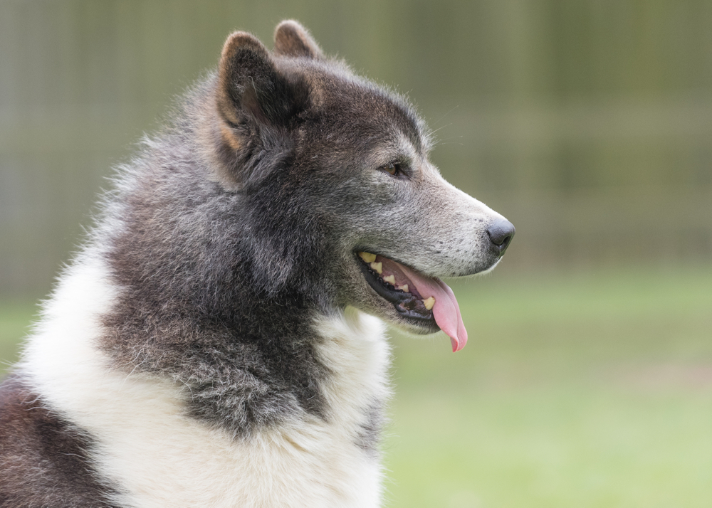 side view of a canadian eskimo dog's face