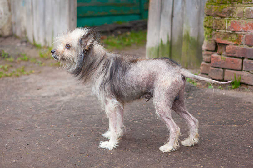 side view of a mongrel dog