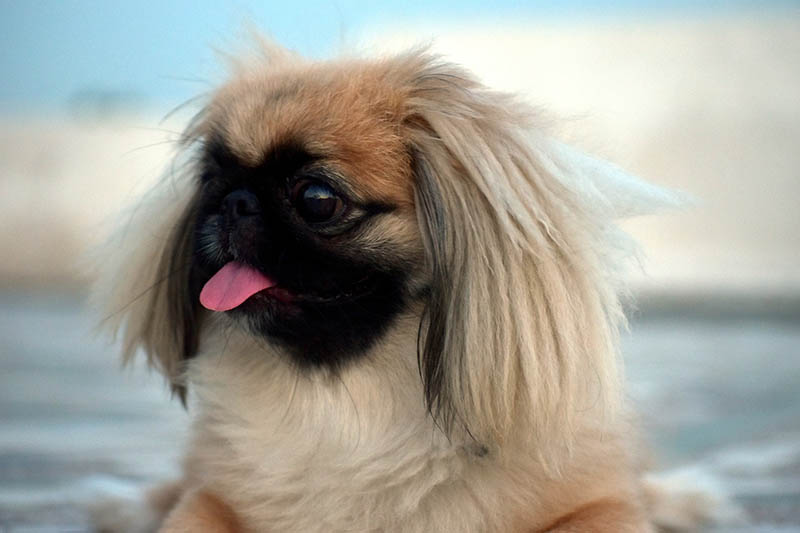 side view of a pekingese
