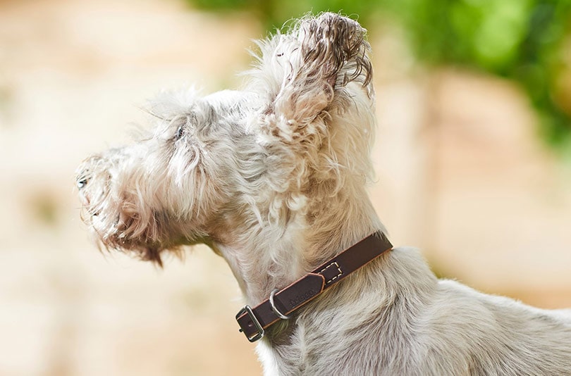 side view of a white puppy wearing a leather collar