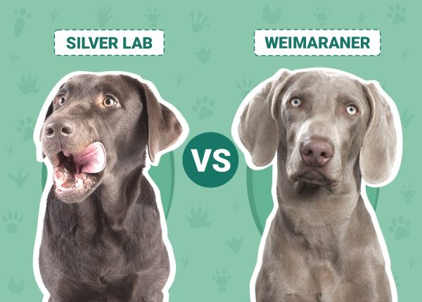 Silver Lab vs. Weimaraner