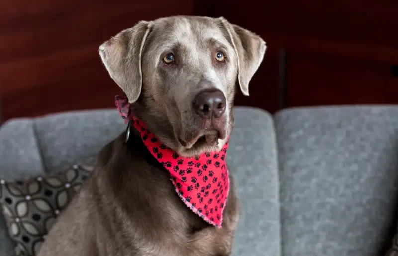 silver labrador dog with a red bandana sitting on a couch