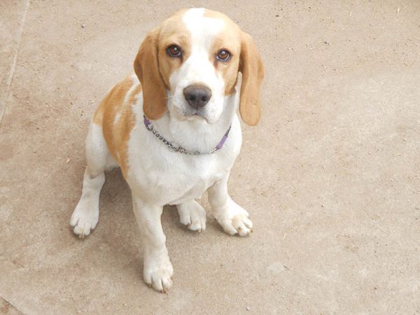 sitting beagle