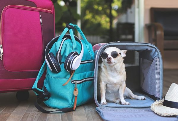 sitting inside traveler pet carrier bag with travel accessories