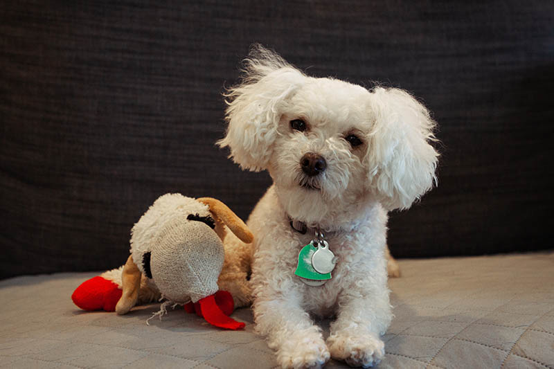 sitting maltipoo with leash