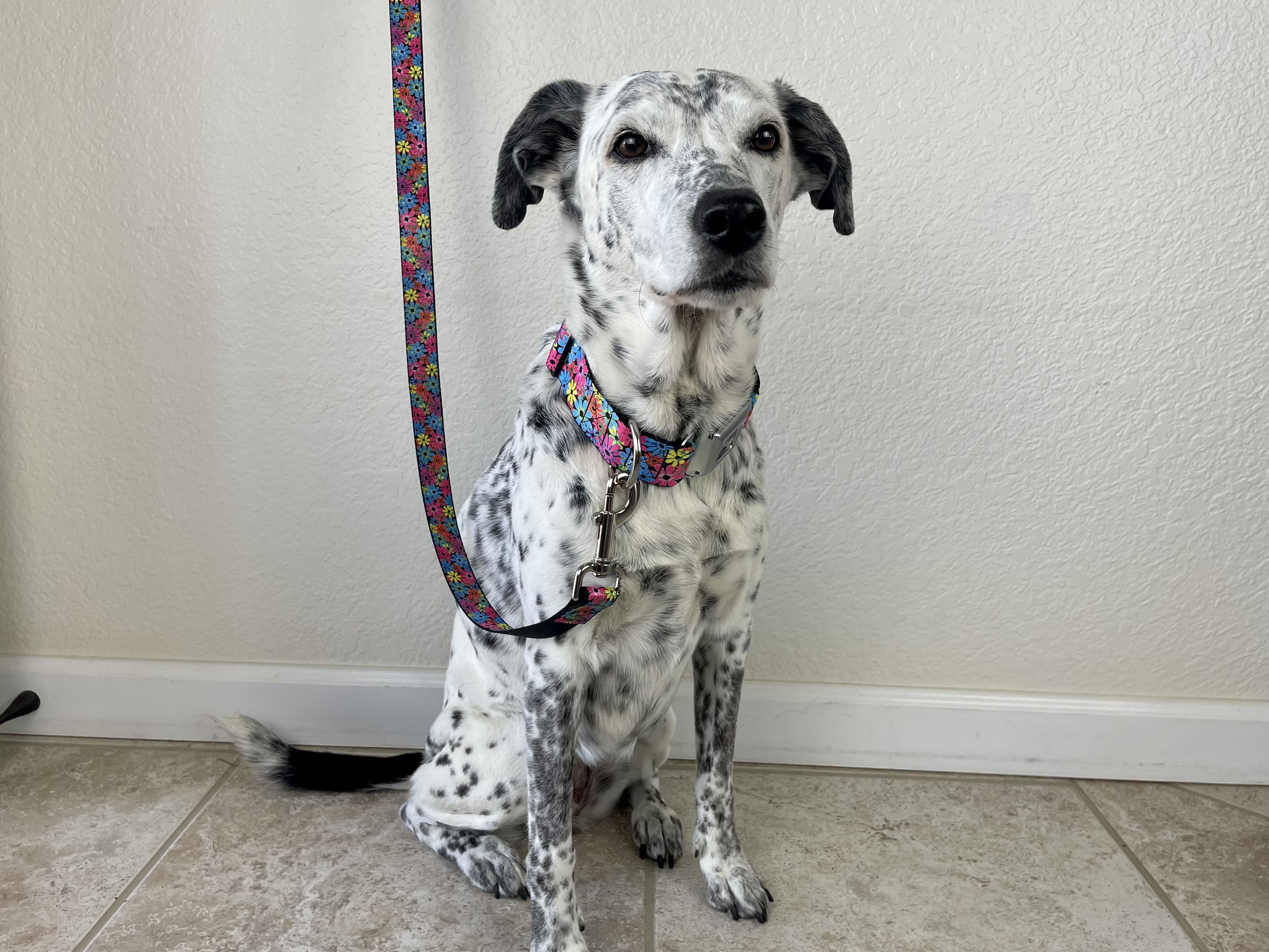 Buckle-Down-sitting-with-leash-on