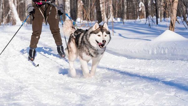 sking iwth a siberian husky