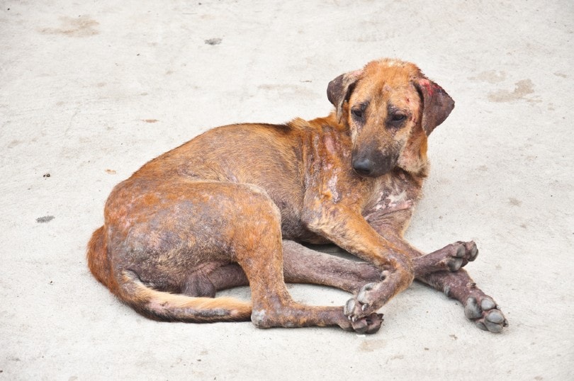 skin disease on dog