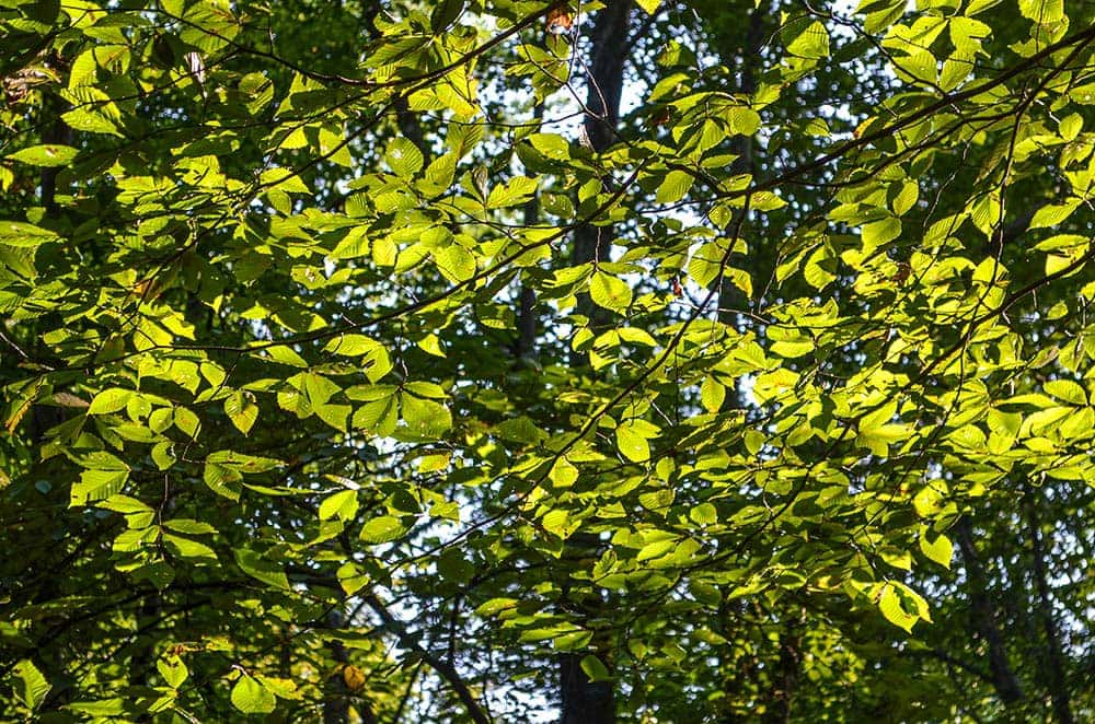 slippery elm up close