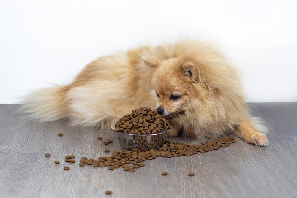 small blond German Spitz next to a bowl full of dry dog food