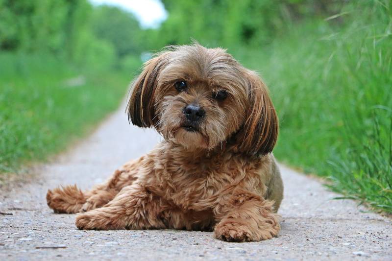 small brown Lhasa Apso mixed dog is lying on a small way in the garden