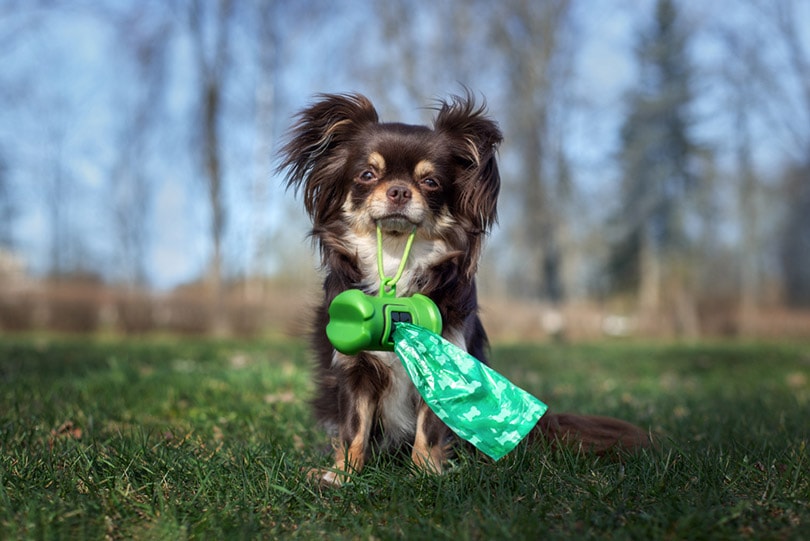 small dog sitting on grass with poop bag