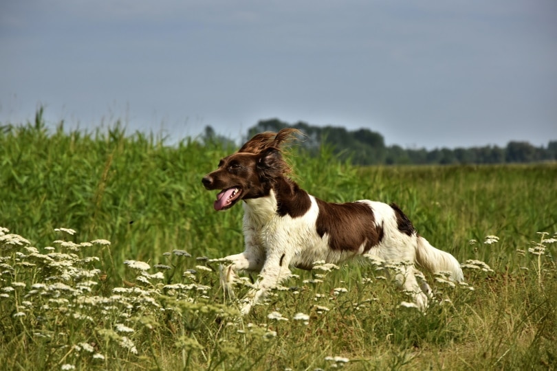 small munsterlander_Peggychoucair_Pixabay