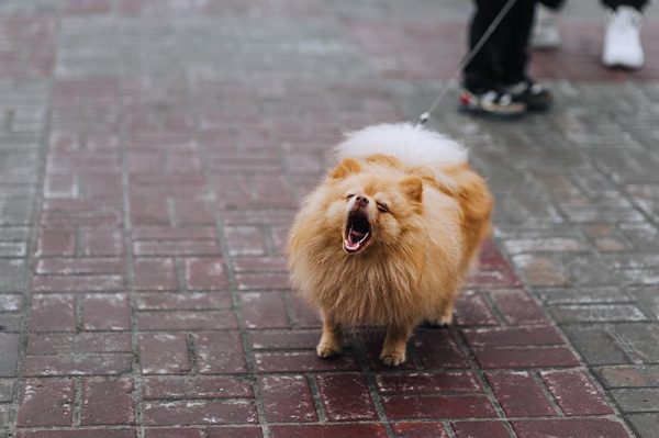 small pomeranian barking