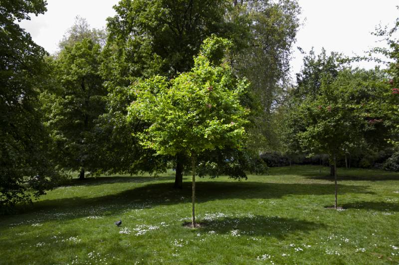 small tree in the park spot lit by sun