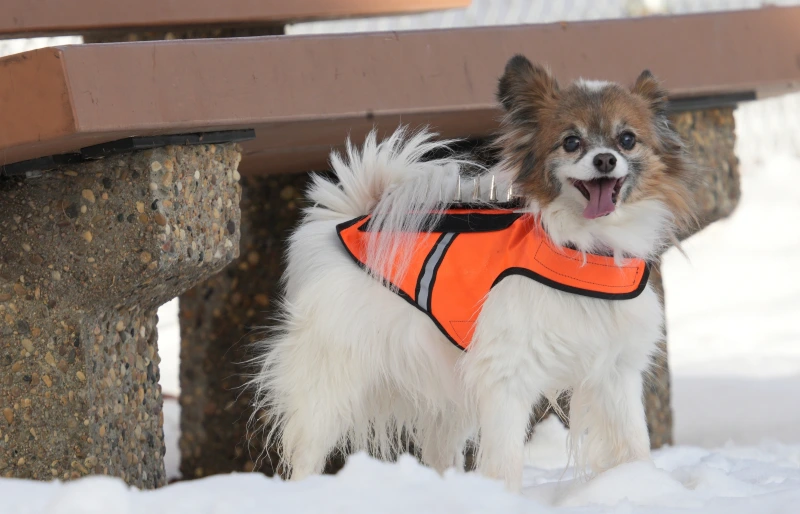 small white fluffy dog wearing CoyoteVest