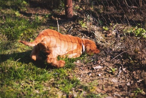 small dog digging