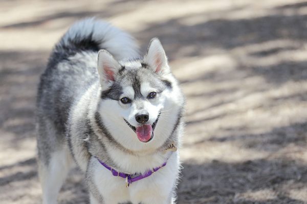 smiling Alaskan Klee Kai at a dog park