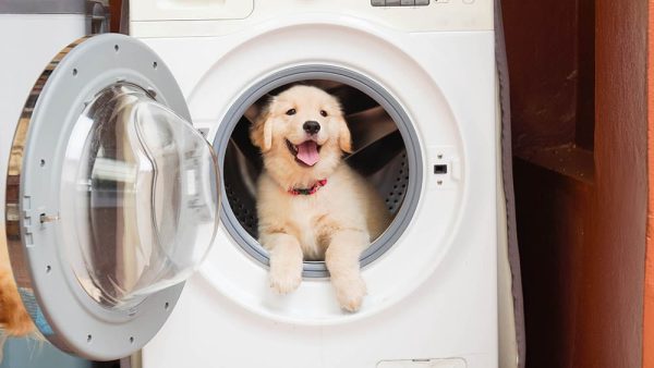 Smiling golden retriever puppy inside washing machine