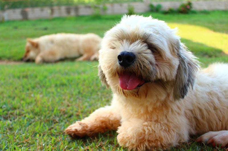 smiling lhasa apso