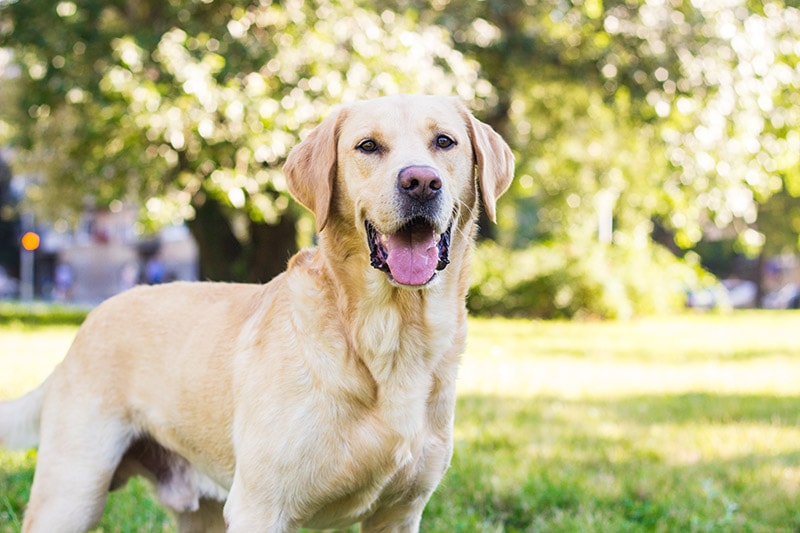 smiling yellow labrador dog at the park