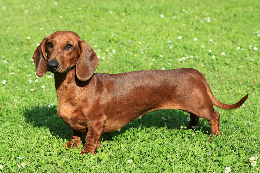 smooth-haired Dachshund dog standing in the garden