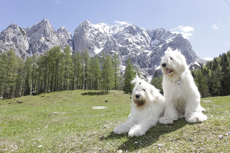 south russian ovcharka in slovenie