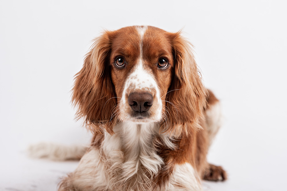 spaniel dog doing soft eye contact