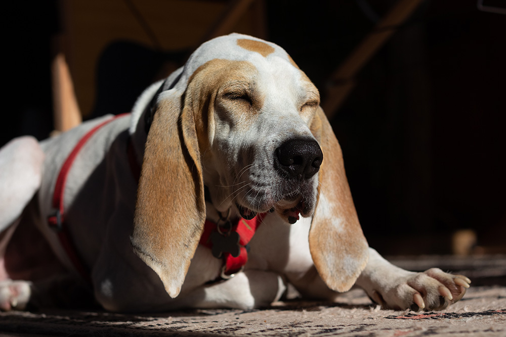Spanish bloodhound enjoying the sun