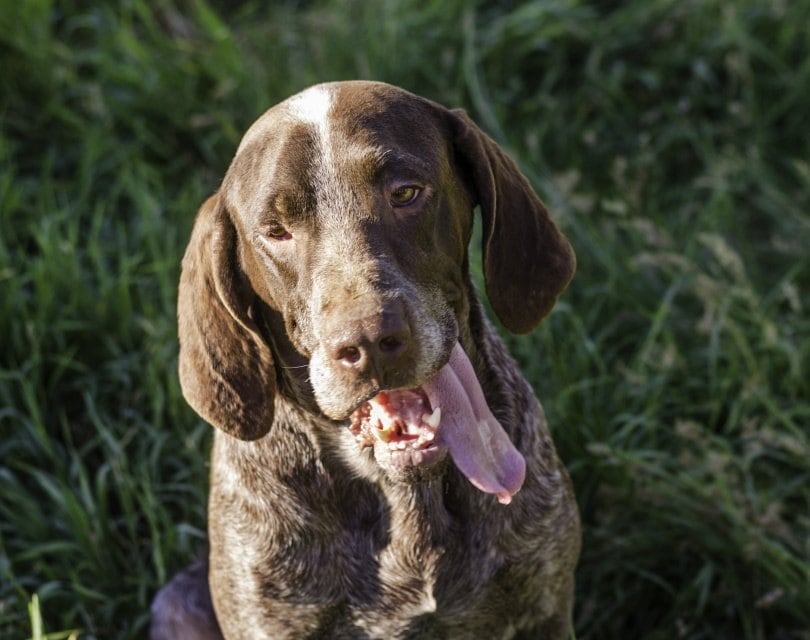 spanish pointer_sunlight19_Shutterstock