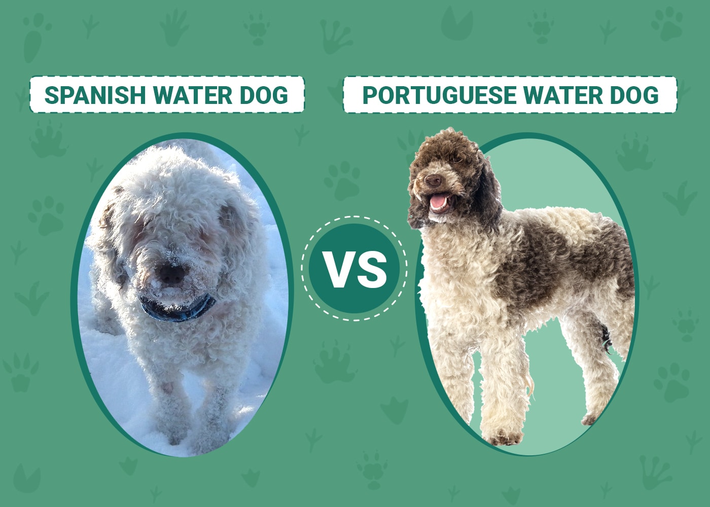 Spanish Water Dog vs. Portuguese Water Dog