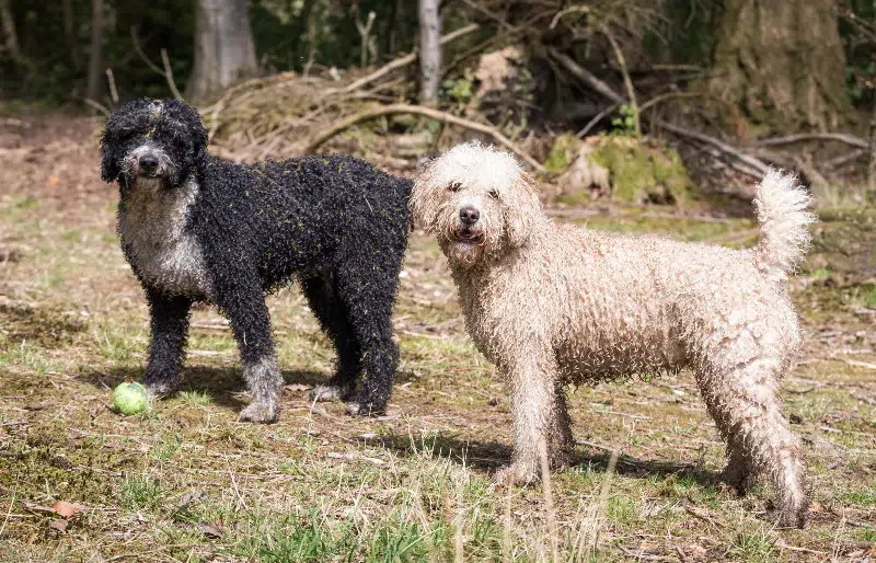 spanish-water-dogs-outdoors