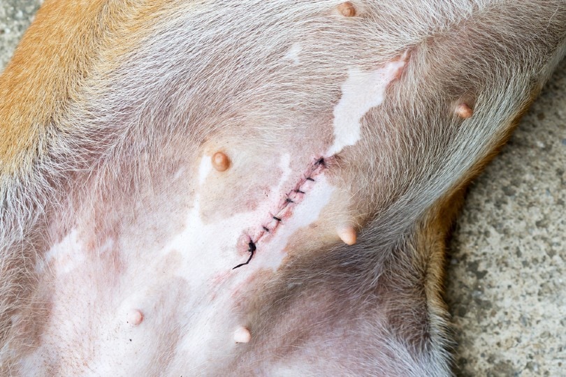 spaying-stitches-of-a-dog