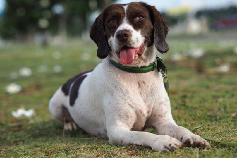 speagle_Andy-Ginns_Shutterstock
