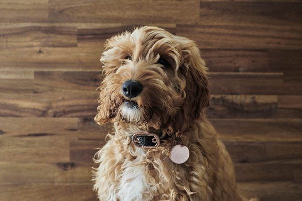 spoodle dog with collar