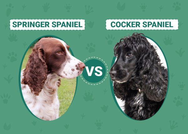 Springer Spaniel vs Cocker Spaniel