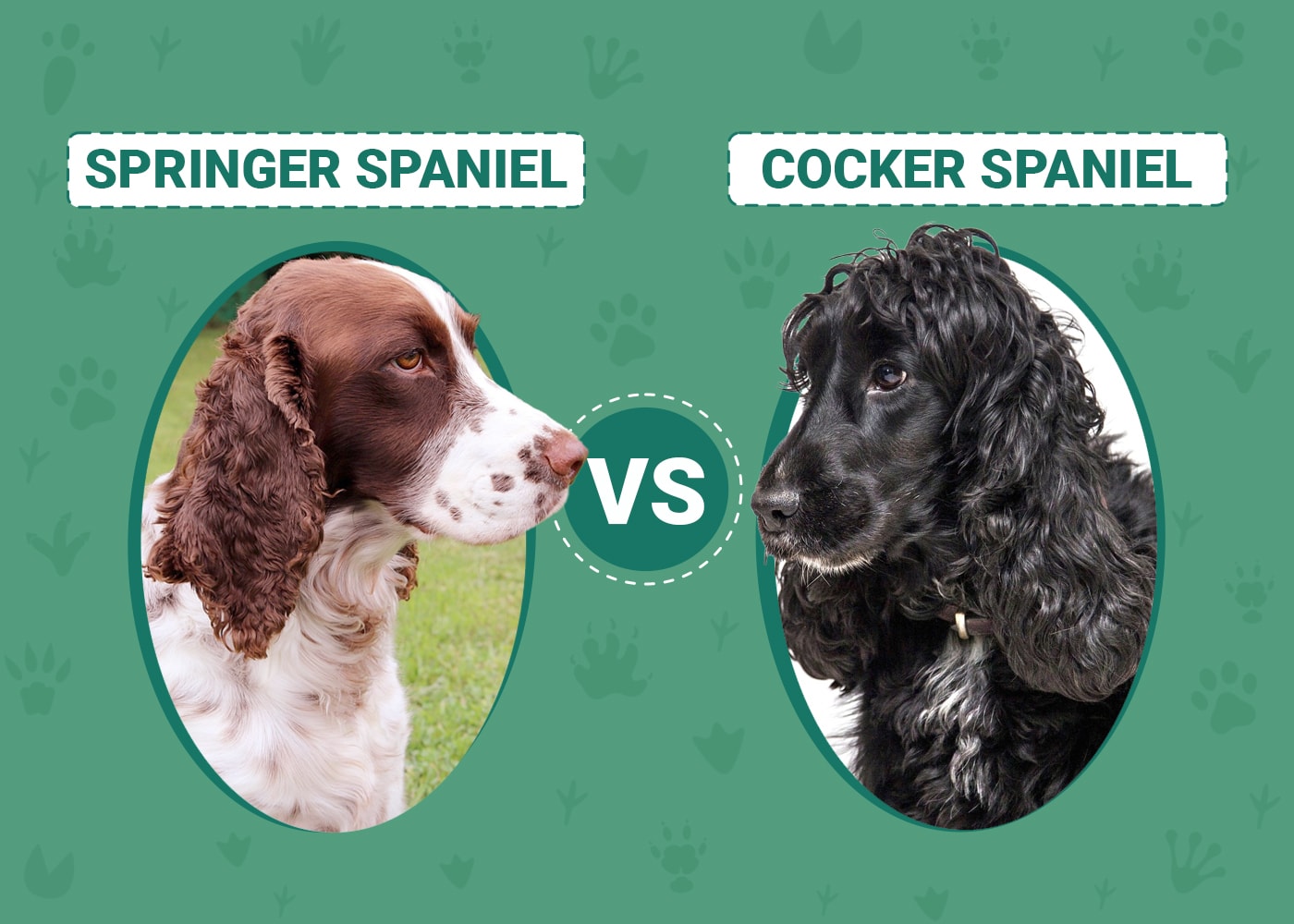 Springer Spaniel vs Cocker Spaniel Key Differences (With Pictures) Dogster