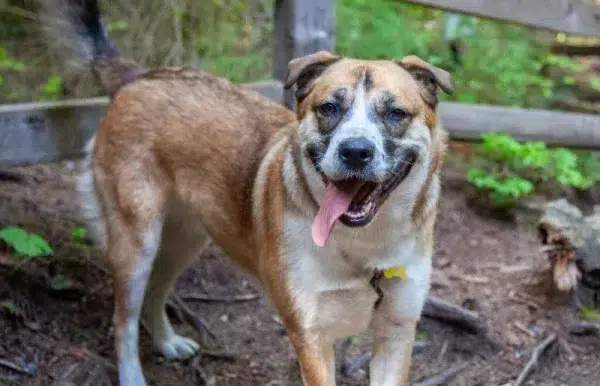 st bernard husky mixed breed dog outdoors