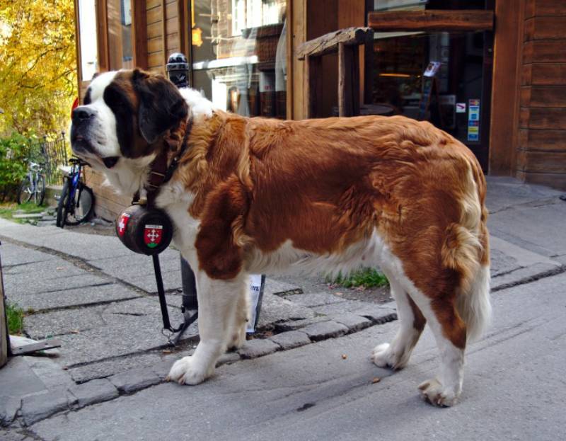 st bernards dog wearing barrel collar_jumpstory