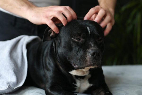 staffordshire bull terrier dog getting a head massage