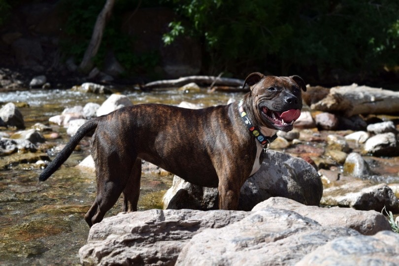 staffordshire bull terrier