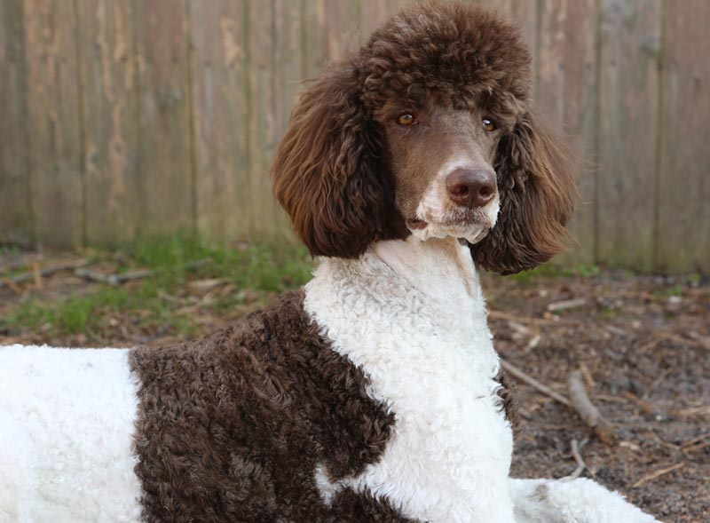 standard parti poodle dog