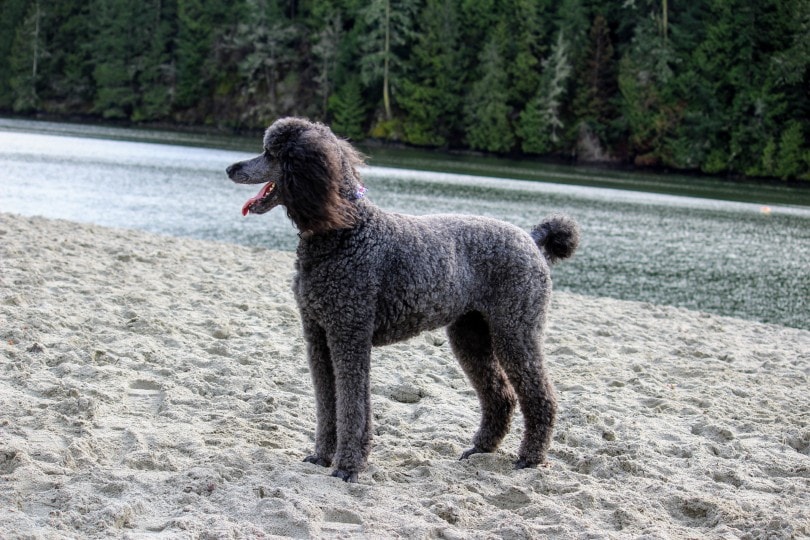 standard poodle in river