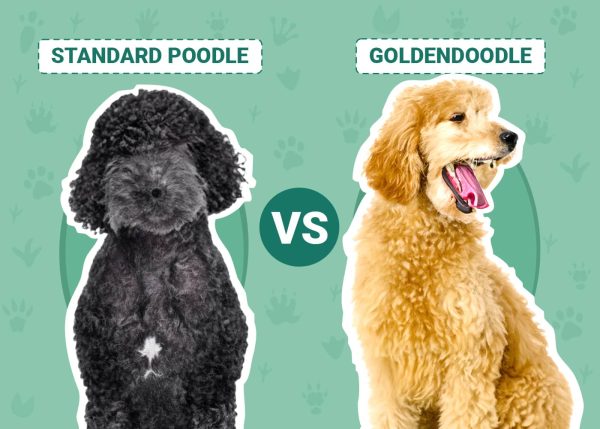 Standard Poodle vs Goldendoodle