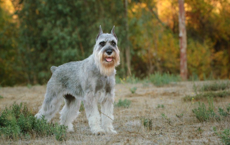 standard schnauzer outside
