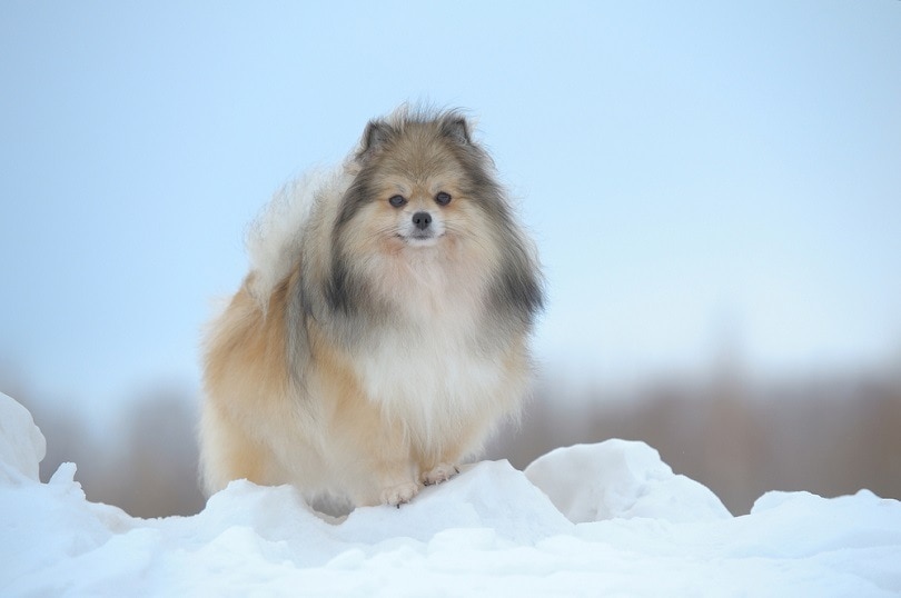 standing german spitz_Toloubaev Stanislav, Shutterstock