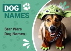 150+ Star Wars Dog Names from a Galaxy Far, Far Away – Dogster