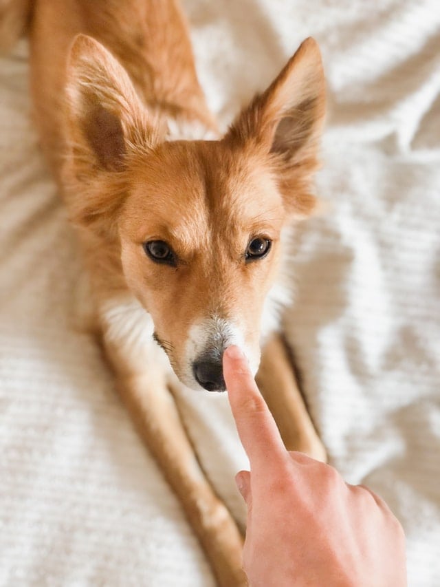 stopping dog from scratching bed sheet