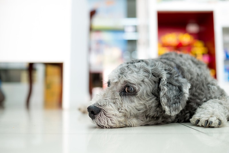 stray dog mall