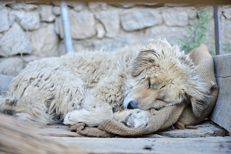stray dog sleeping on the streets